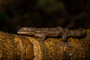 Turnip-tailed gecko