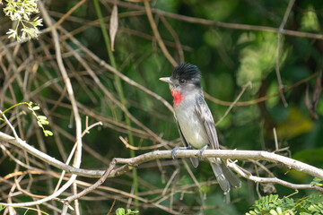 Rose-throated becard