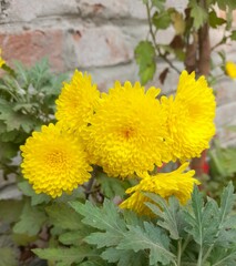 yellow flower in the garden