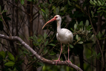White ibis