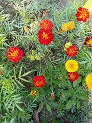 yellow flower in the garden
