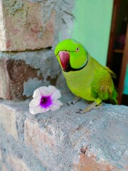 green winged parrot