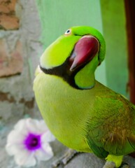 green winged parrot