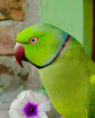 Fototapeta na wymiar green winged parrot