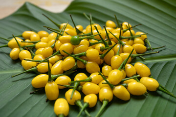 Ají charapita (Capsicum frutescens)