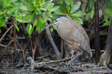 Bare-throated tiger heron