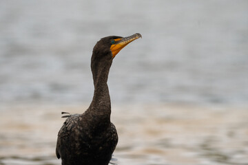 Neotropic cormorant