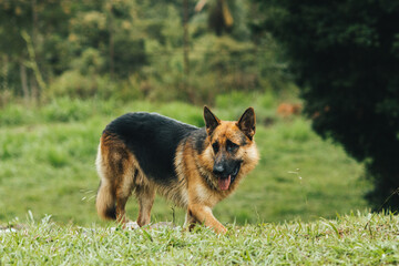 Spike , pastor alemão