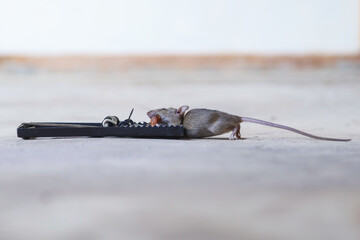 Rats die from traps, dirty rats carry dangerous diseases.