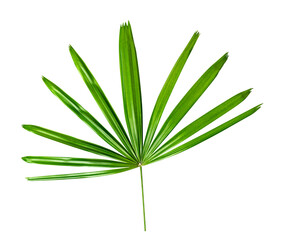 Green leaves pattern,leaf palm tree isolated on white background with clipping path