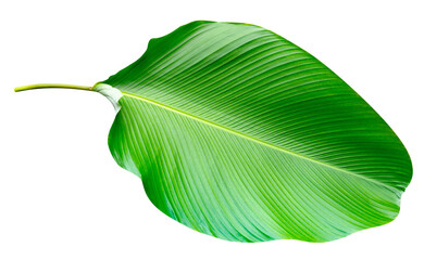 green leaves pattern of Calathea lutea foliage isolated, leaf exotic tropical