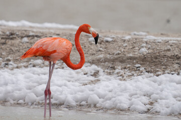American flamingo 