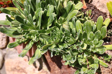 skalnica gronkowa saxifraga paniculata © Perovskia