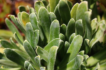 skalnica gronkowa saxifraga paniculata © Perovskia