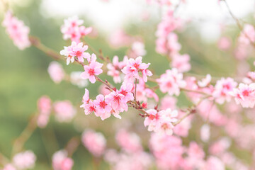 Flowers in bloom in Beijing parks in spring