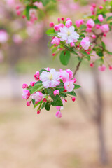 Obraz premium Flowers in bloom in Beijing parks in spring