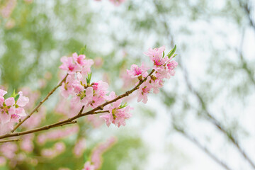 Flowers in bloom in Beijing parks in spring