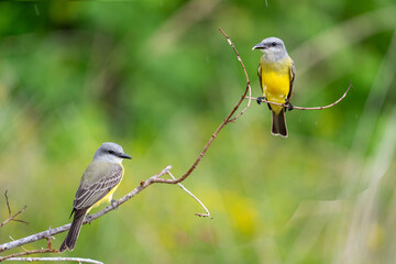 Tropical kingbird