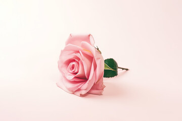Beautiful pink rose as a symbol of love on pink background. Created with Generative AI Technology