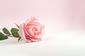 Beautiful pink rose as a symbol of love on pink background with copy space. Created with Generative AI Technology