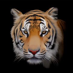 tiger head with style hand drawn digital painting illustration