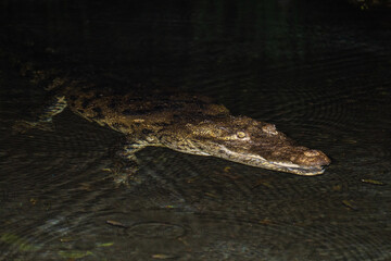 Morelet's crocodile