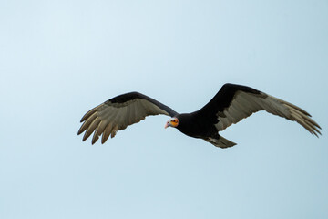 Lesser yellow-headed vulture