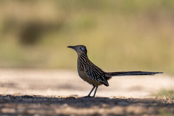 Lesser roadrunner