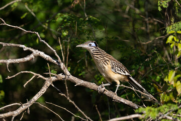Lesser roadrunner