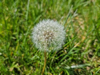 Fluffy Dandelion Blowball Flower in April Grass