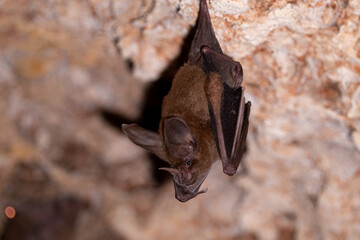 Cozumelan golden bat