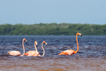 American flamingo