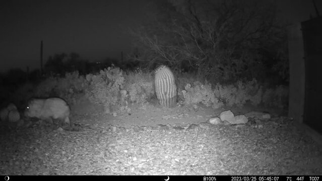 Single large javelina at night in Arizona - HD video