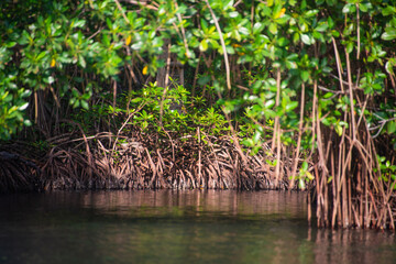 reeds in the water mangrove swamp in coveñas colombia by the sea tropical forest at the beach