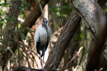 Wood stork on a tree