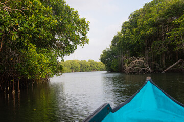 mangrove swamp in coveñas colombia by the sea tropical forest at the beach with blue boat pov