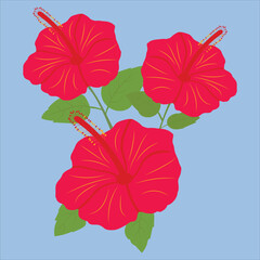 Jaba flowers or china flower are very colorful-vector Artwork