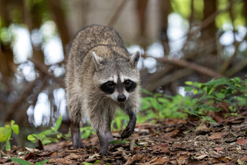 Common raccoon