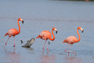American flamingo