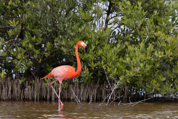 American flamingo