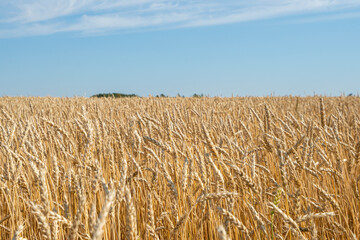 Fototapeta na wymiar Wheat field. Shining Sunlight and blue sky. Meadow wheat field.