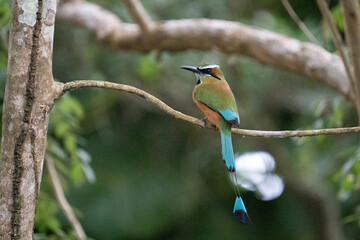 Turquoise browed motmot on a perch