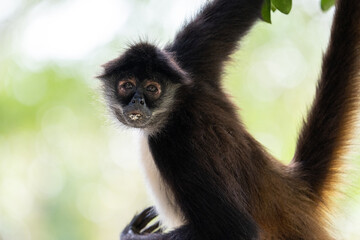 Yucatán spider monkey