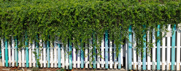 Turquoise and white wooden fence There are green trees decorated on the top for shady and reducing the heat.
