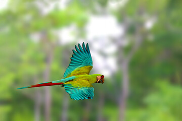 Beautiful great green macaw flying in the park. © Passakorn