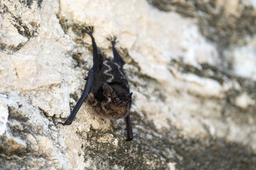 Greater sac-winged bat hanging upside-down