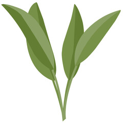 Illustration of branch leaves 