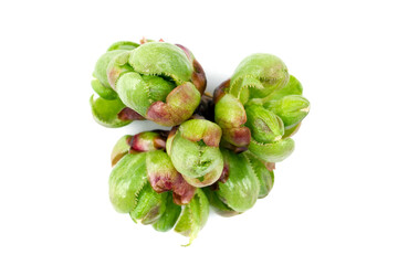 Blooming buds of the plant close-up. The first spring leaves on a white background.