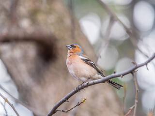 Common chaffinch, Fringilla coelebs, sits on a tree. Common chaffinch in wildlife.