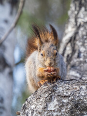 The squirrel with nut sits on a branches in the spring or summer.